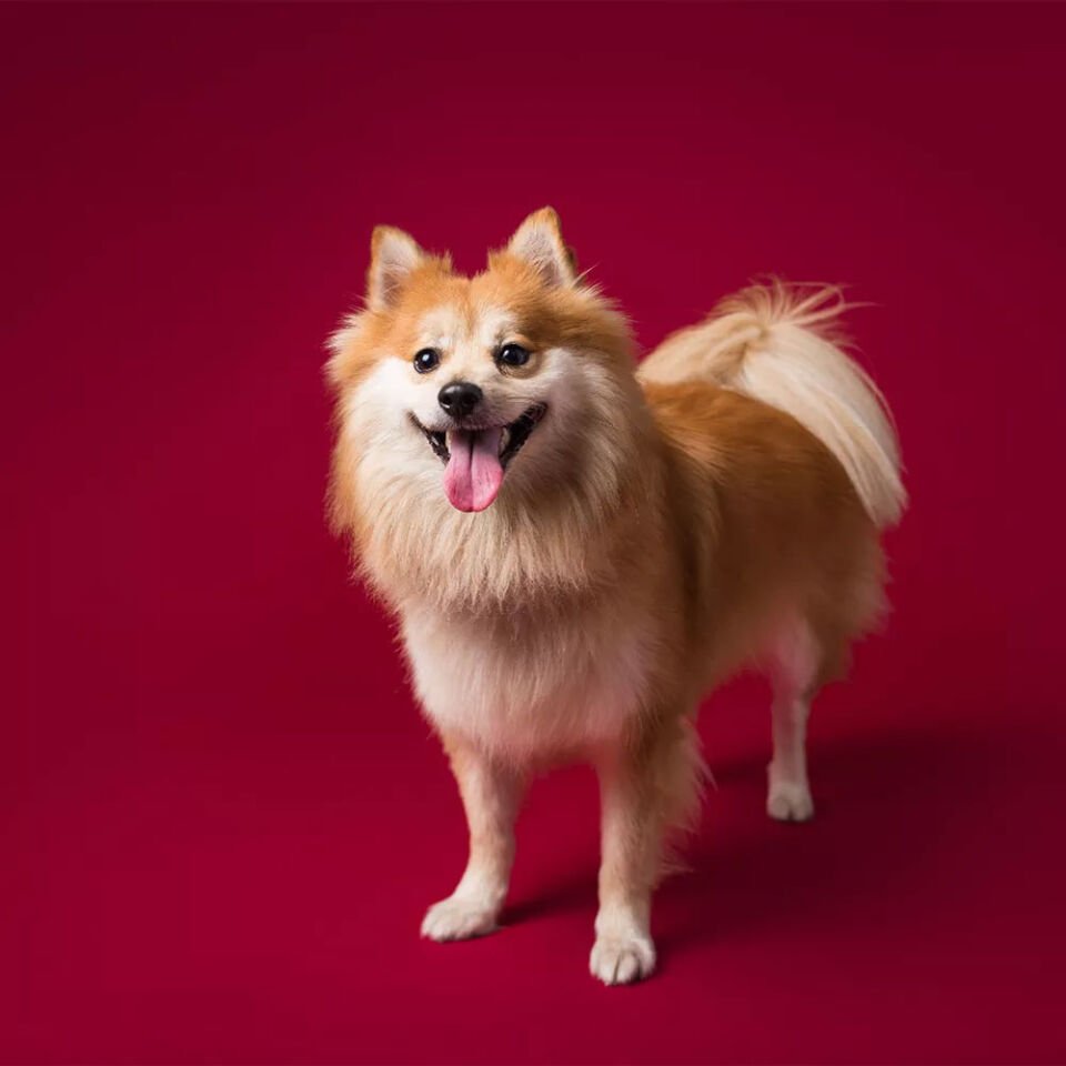 GDX Kağıt Sonsuz Stüdyo Fon Perde (Crimson) 2.70x11 Metre