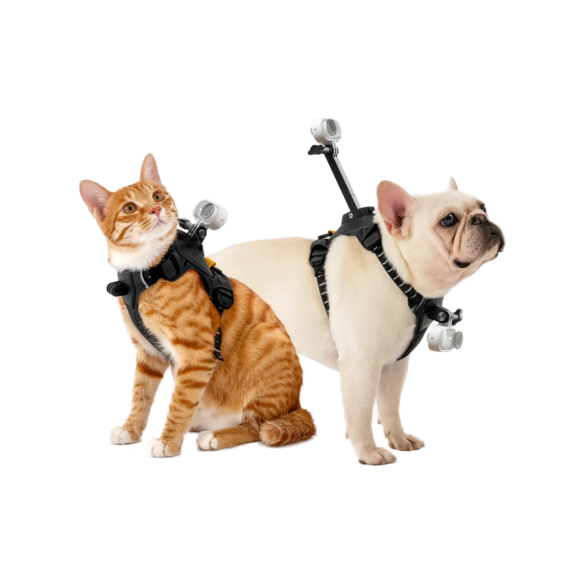 Insta360 Pet Harness Mount (Size M)